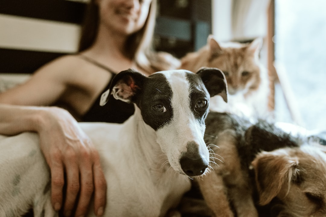 Pros and Cons of Allowing Pets in Your Long Island, NY Rental Property